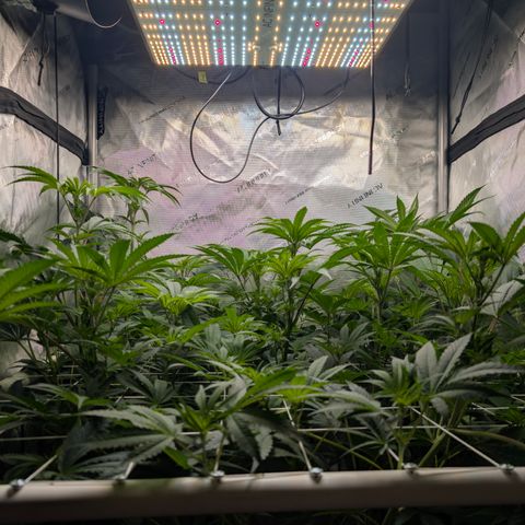 Cherry Kush × OZK × Zkittles growlog timeline photo