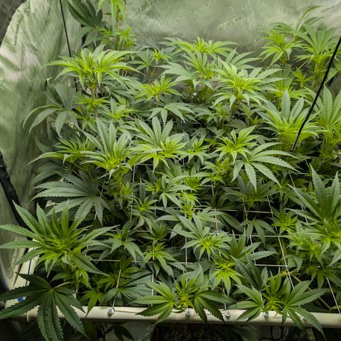 Cherry Kush × OZK × Zkittles growlog timeline photo