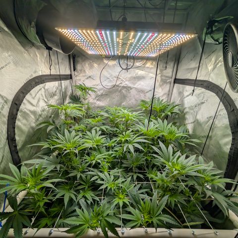 Cherry Kush × OZK × Zkittles growlog timeline photo
