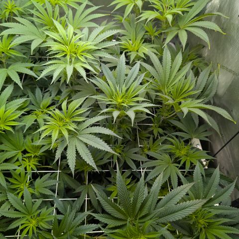 Cherry Kush × OZK × Zkittles growlog timeline photo