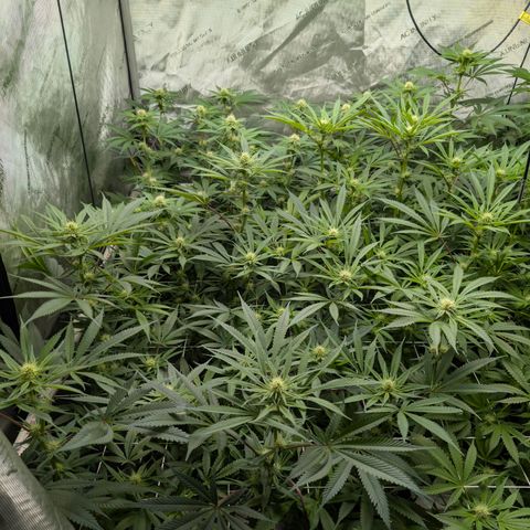 Stinking Rose growlog timeline photo