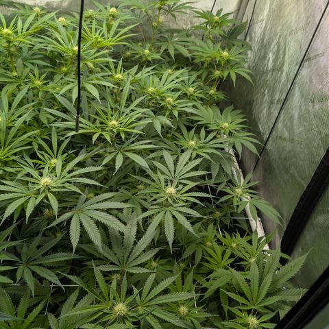 Stinking Rose growlog timeline photo