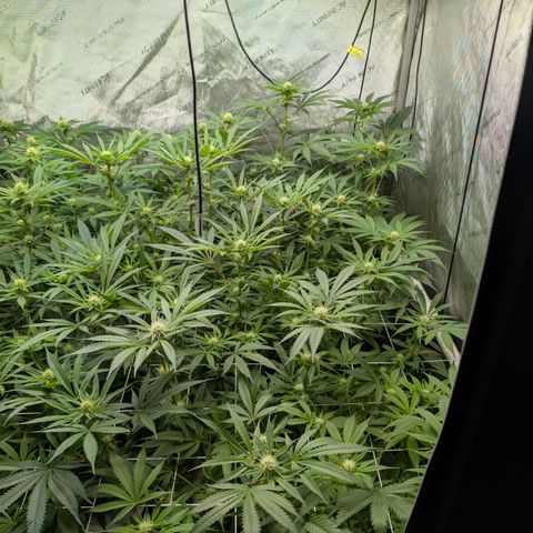 Stinking Rose growlog timeline photo