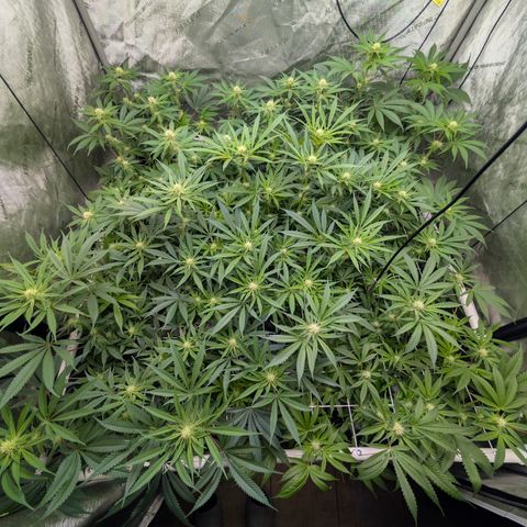 Stinking Rose growlog timeline photo