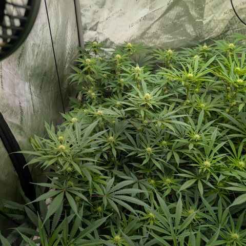 Stinking Rose growlog timeline photo
