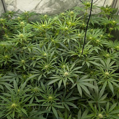 Stinking Rose growlog timeline photo