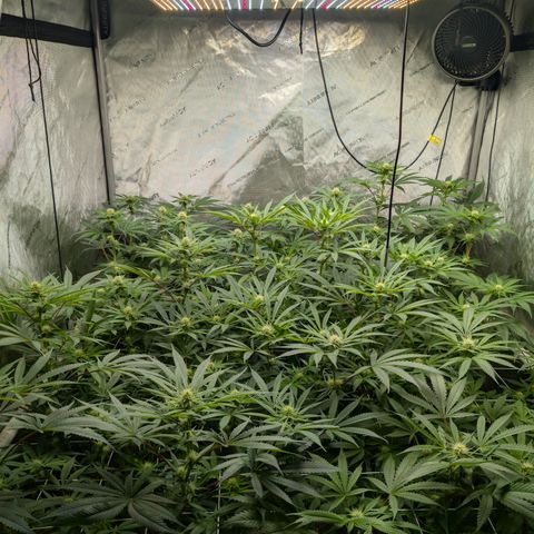 Stinking Rose growlog timeline photo