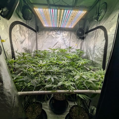 Stinking Rose growlog timeline photo