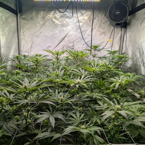 Stinking Rose growlog timeline photo