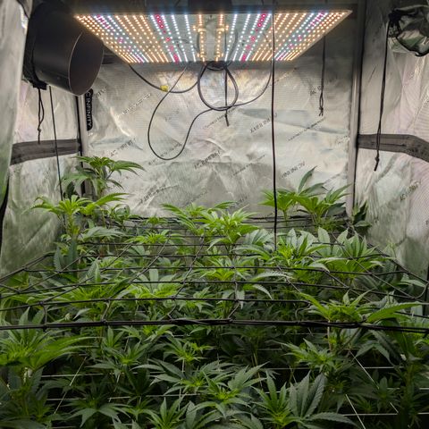 Cherry Kush × OZK × Zkittles growlog timeline photo