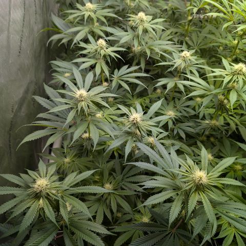 Stinking Rose growlog timeline photo