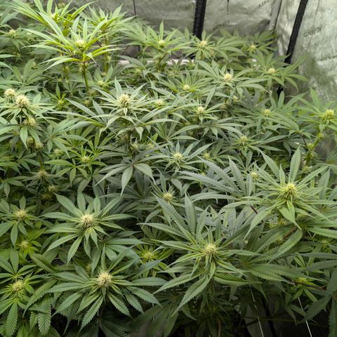 Stinking Rose growlog timeline photo