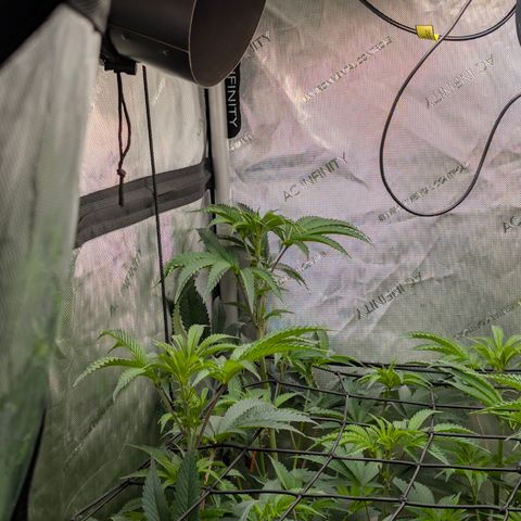 Cherry Kush × OZK × Zkittles growlog timeline photo
