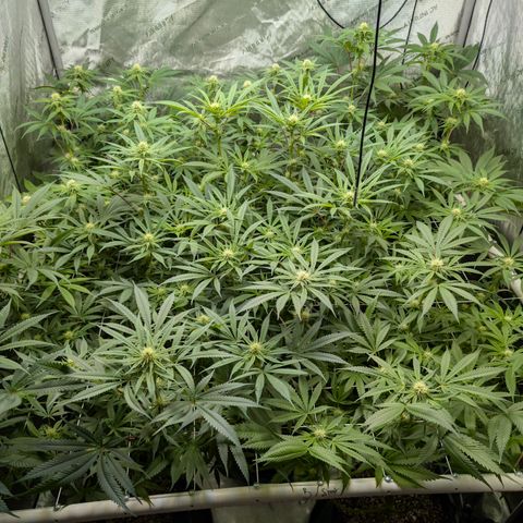 Stinking Rose growlog timeline photo