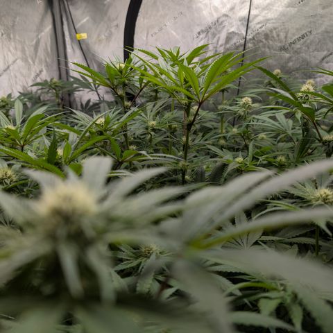 Stinking Rose growlog timeline photo