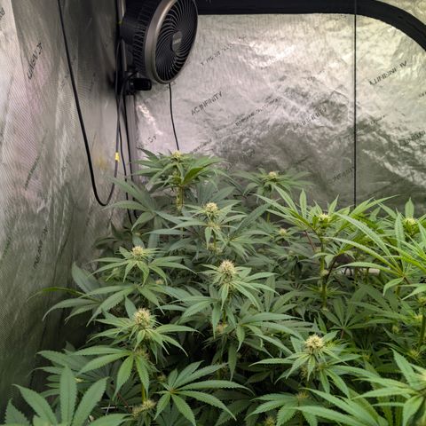 Stinking Rose growlog timeline photo