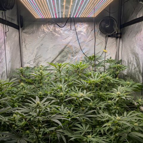 Stinking Rose growlog timeline photo