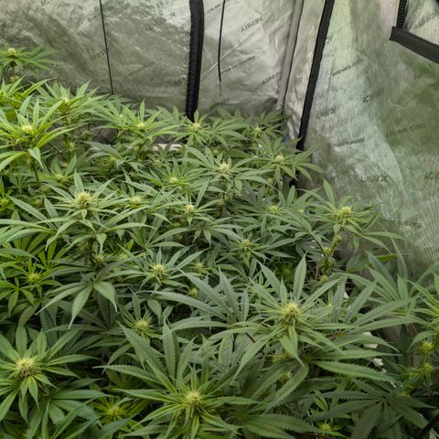 Stinking Rose growlog timeline photo