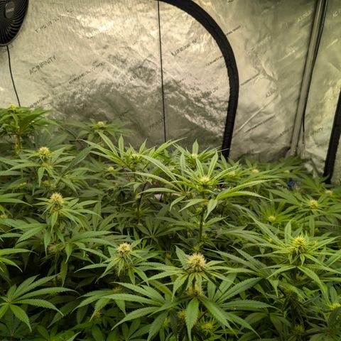 Stinking Rose growlog timeline photo