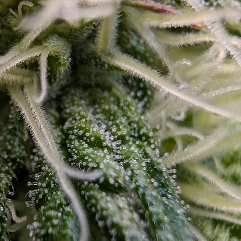 Stinking Rose growlog timeline photo