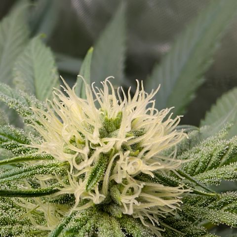 Stinking Rose growlog timeline photo