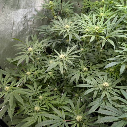 Stinking Rose growlog timeline photo