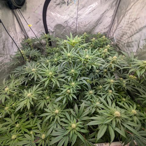 Stinking Rose growlog timeline photo