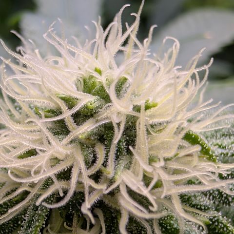 Stinking Rose growlog timeline photo
