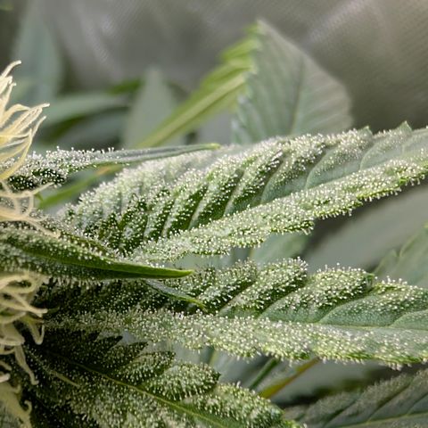 Stinking Rose growlog timeline photo