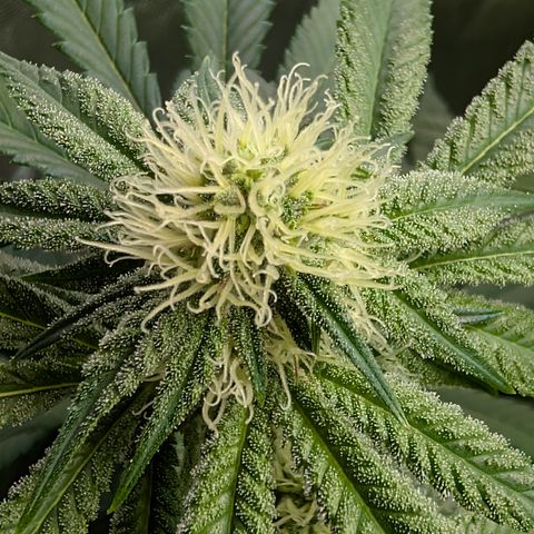 Stinking Rose growlog timeline photo