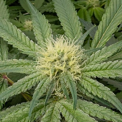 Stinking Rose growlog timeline photo