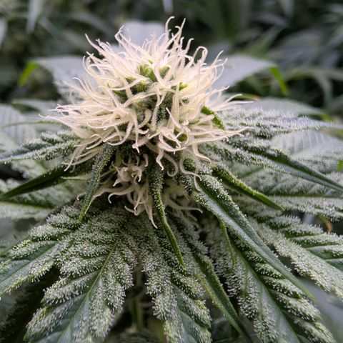 Stinking Rose growlog timeline photo