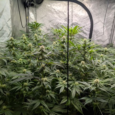 Stinking Rose growlog timeline photo