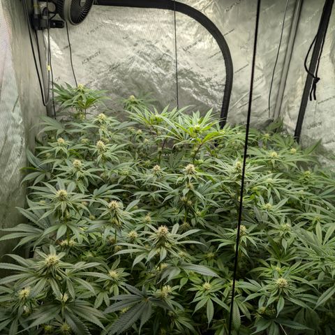 Stinking Rose growlog timeline photo