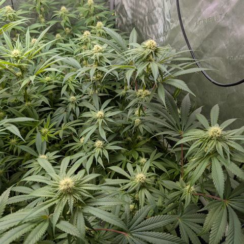 Stinking Rose growlog timeline photo