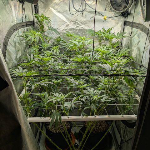 Cherry Kush × OZK × Zkittles growlog timeline photo