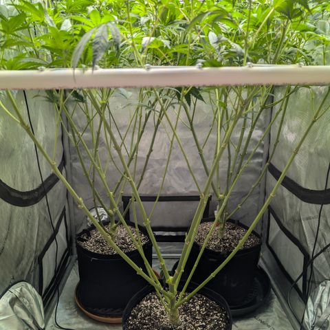 Cherry Kush × OZK × Zkittles growlog timeline photo