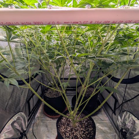 Cherry Kush × OZK × Zkittles growlog timeline photo