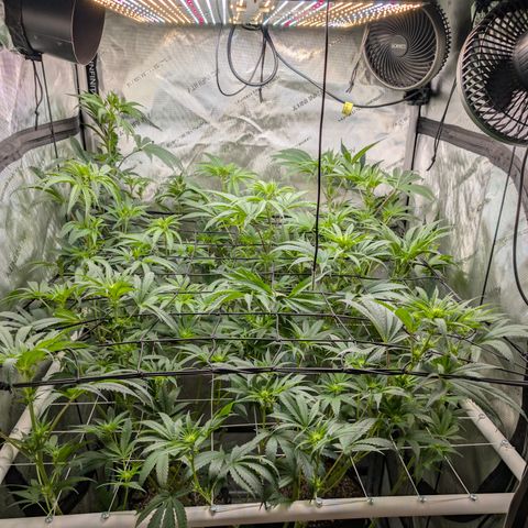 Cherry Kush × OZK × Zkittles growlog timeline photo
