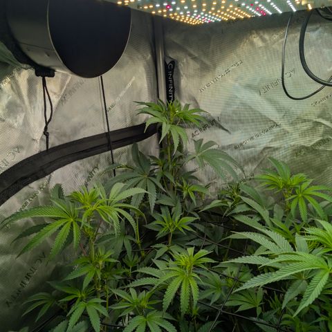 Cherry Kush × OZK × Zkittles growlog timeline photo