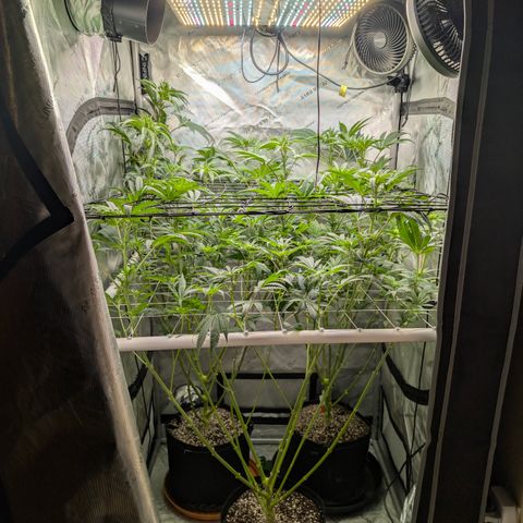 Cherry Kush × OZK × Zkittles growlog timeline photo