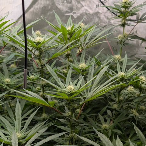 Stinking Rose growlog timeline photo