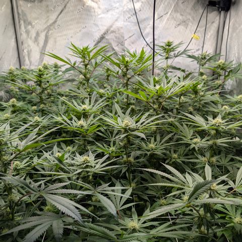 Stinking Rose growlog timeline photo