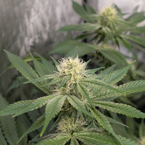 Stinking Rose growlog timeline photo