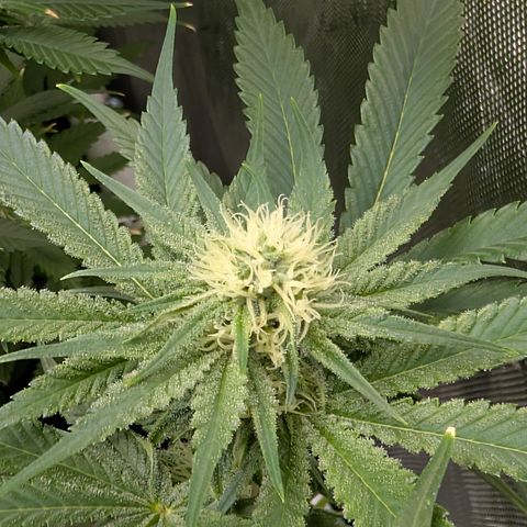 Stinking Rose growlog timeline photo