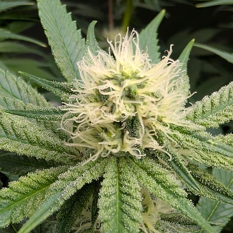 Stinking Rose growlog timeline photo