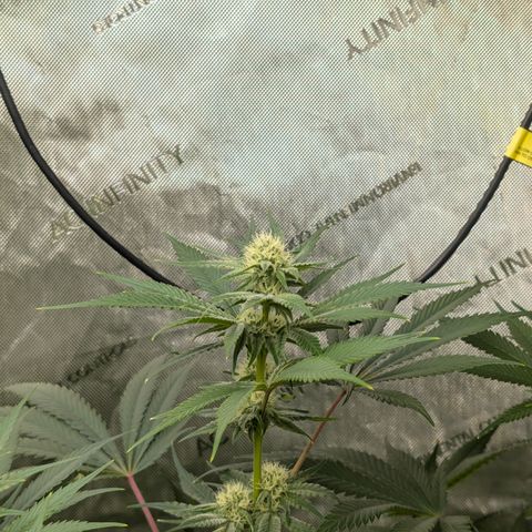 Stinking Rose growlog timeline photo