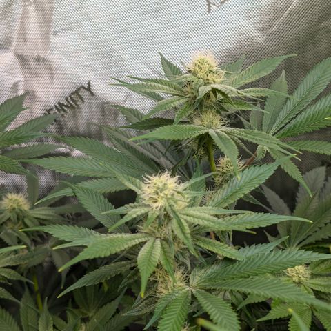 Stinking Rose growlog timeline photo