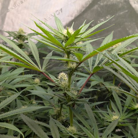 Stinking Rose growlog timeline photo