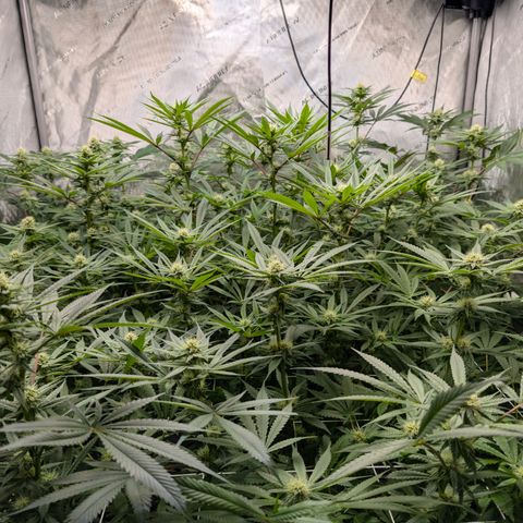 Stinking Rose growlog timeline photo